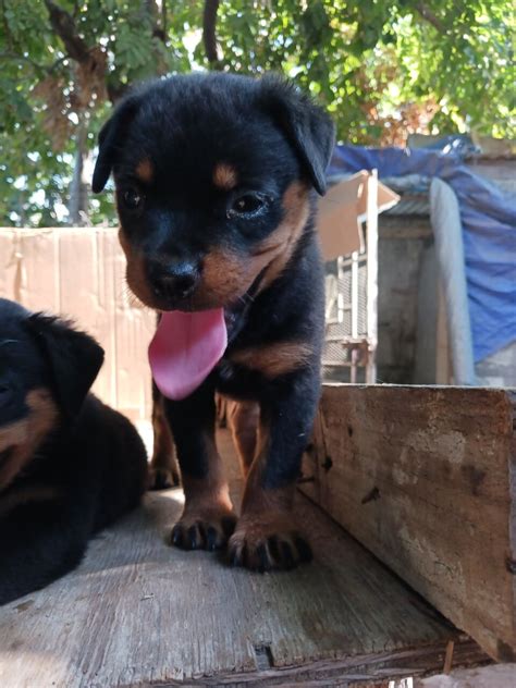 rottweiler puppies alabama|cedarbluff rottweilers for sale.